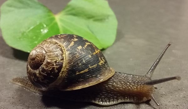 are snails bad for dogs australia