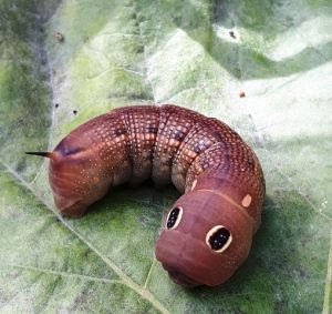 Caterpillar Garden Pests and How to Identify Them | Sustainable ...