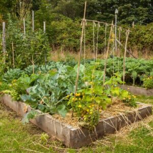 A photo of a garden bed with low timber edging being used to grow vegetables