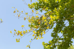 A tree showing signs of dieback as a result of PSHB infestation. One branch of the tree has lost a lot of leaves and the remaining ones are yellowed.