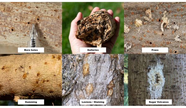 A photo montage showing six photos of PSHB infestation: small exit holes in the bark; 'galleries' (patterns created by tunneling inside the wood); frass or sawdust from the borer's tunneling; gumming (sap from the tree that has oozed from the borer's holes); lesions or staining from the fusarium fungus, and sugar volcanoes, dried sugary excretions from holes in the tree