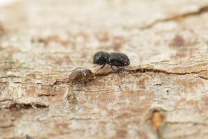 A photo of an adult polyphagous shot hole borer beetle