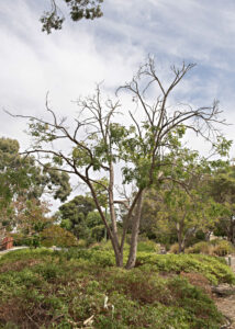 A photograph of a mature robinia tree showing dieback as a result of polyphagous shot hole borer infestation. Most branches of the tree are leafless.