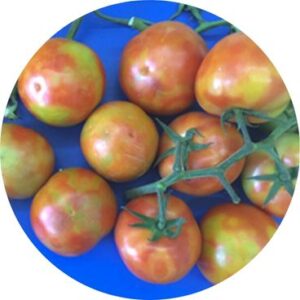 A photo of tomatoes infected with tomato brown rugose fruit virus