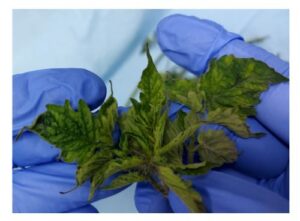 Leaves infected with tomato brown rugose fruit virus