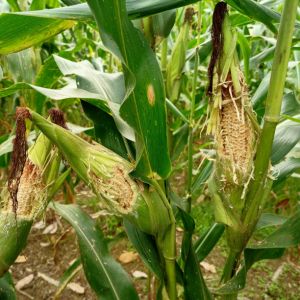 A photo of corn that rats have eaten in a garden