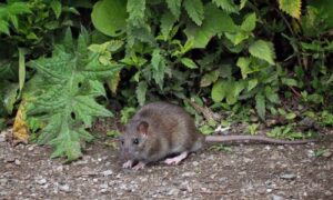 A black rat (rattus rattus) in a garden