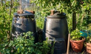 Compost bins with bricks placed on their lids to prevent entry by rats