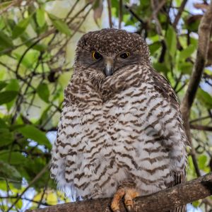 A photo of a powerful owl that may be affected by the use of rat baits